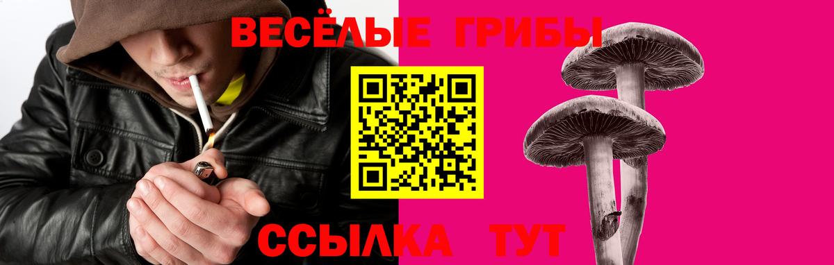 Псилоцибиновые грибы Psilocybe  Вход с VPN  Дербент 